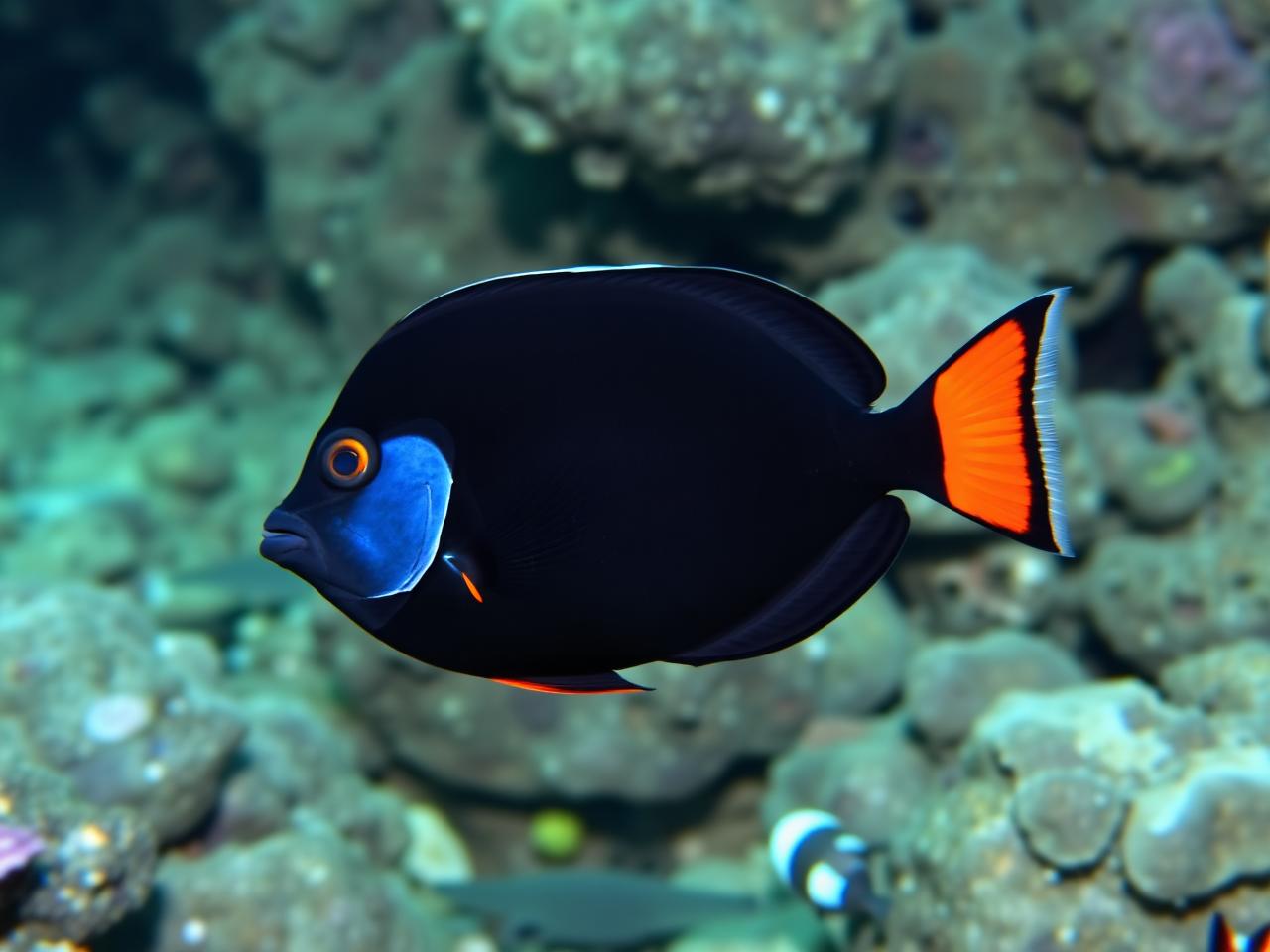 Achilles Tang