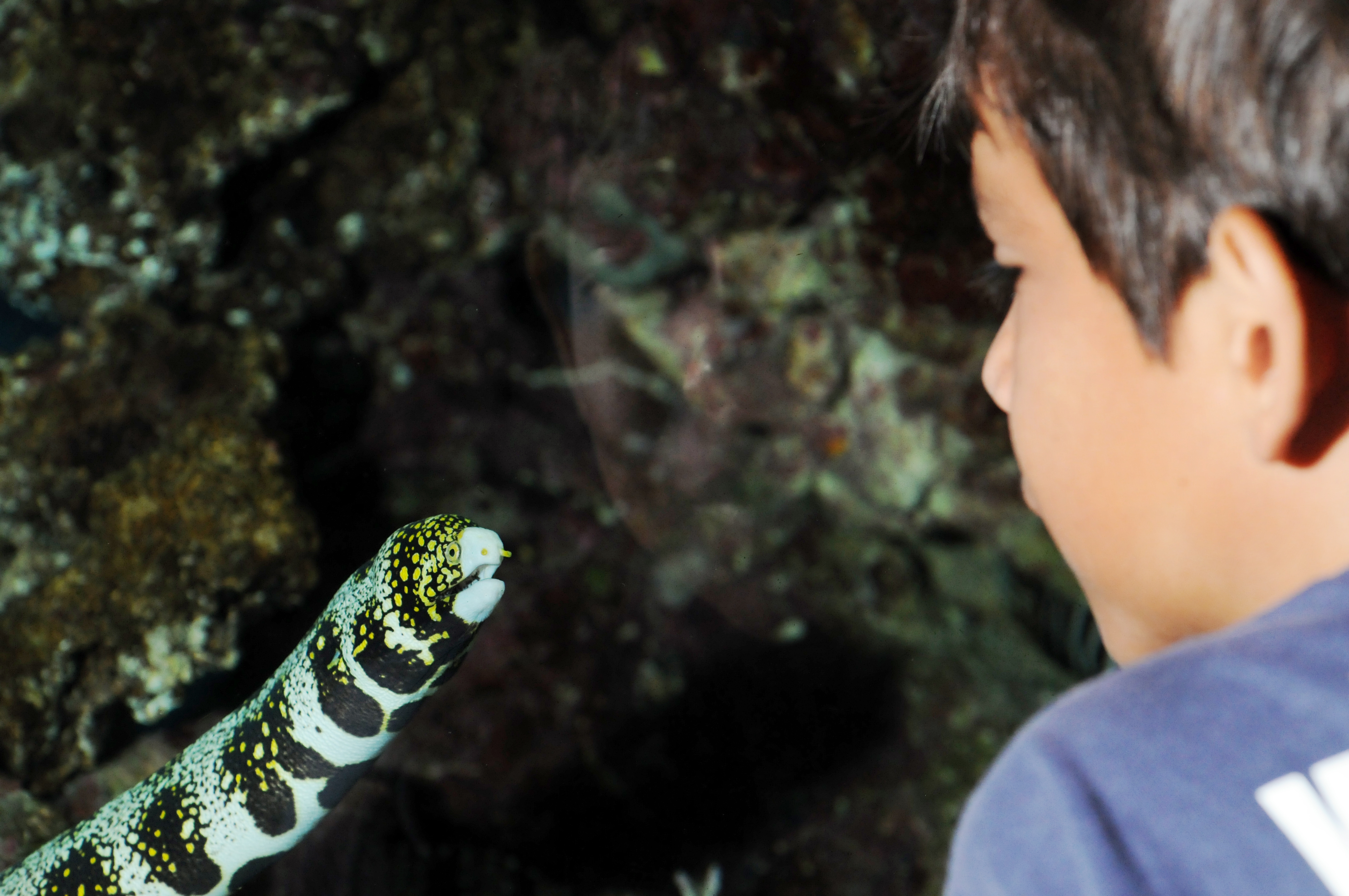 Aquarium Camp keiki program