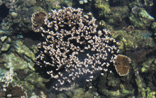 Coral propagation at the Aquarium