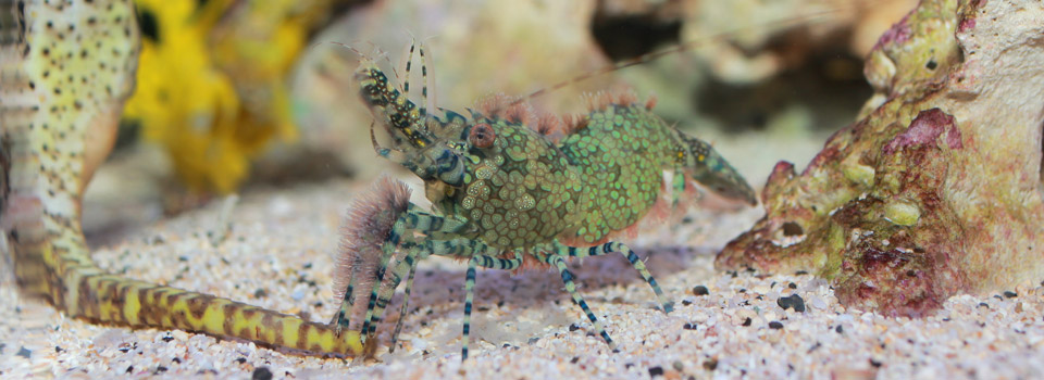 Diversity & Adaptations