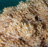 That goldfish? Don't release it.