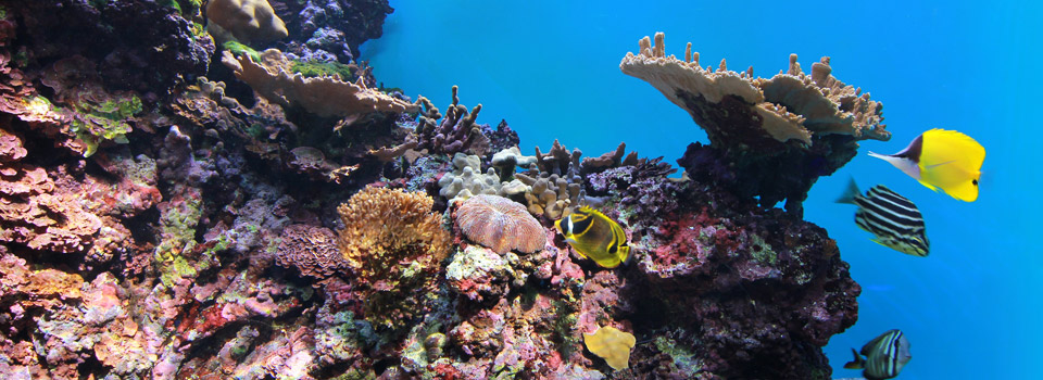 Hawaiian Marine Communities