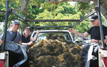 Volunteers removing invasive algae