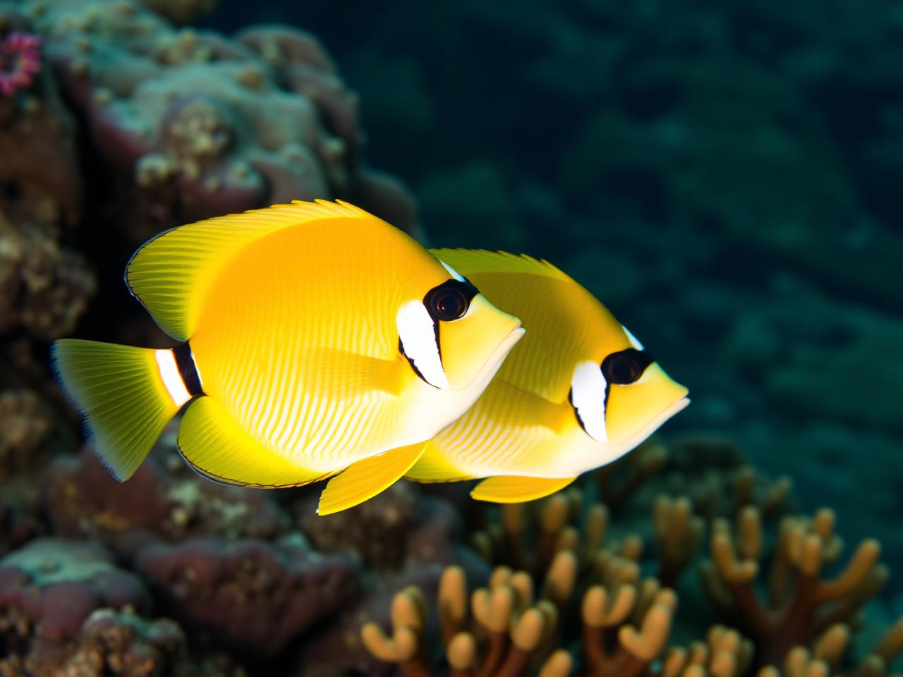 Raccoon Butterflyfish