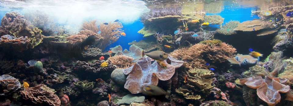 South Pacific Marine Communities